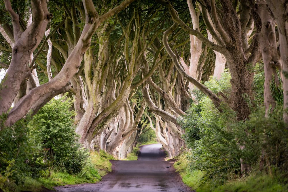 Viale alberato di grandi faggi intrecciati a The Dark Hedges in Irlanda