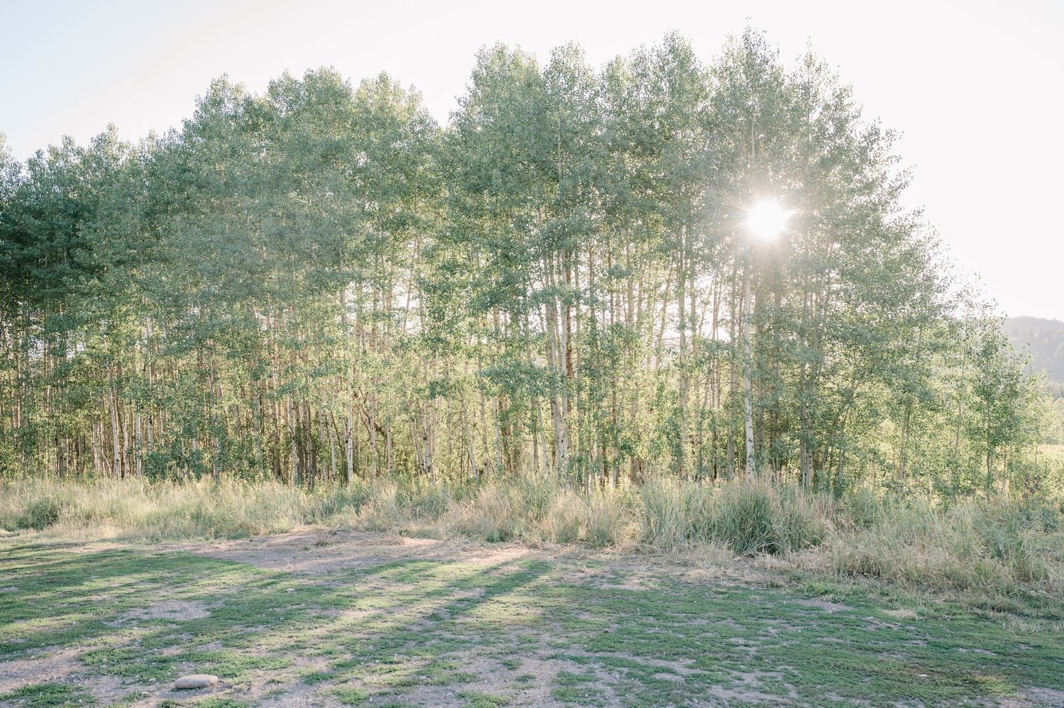Sunlight streaming through pine trees creates long shadows across a grassy meadow landscape.