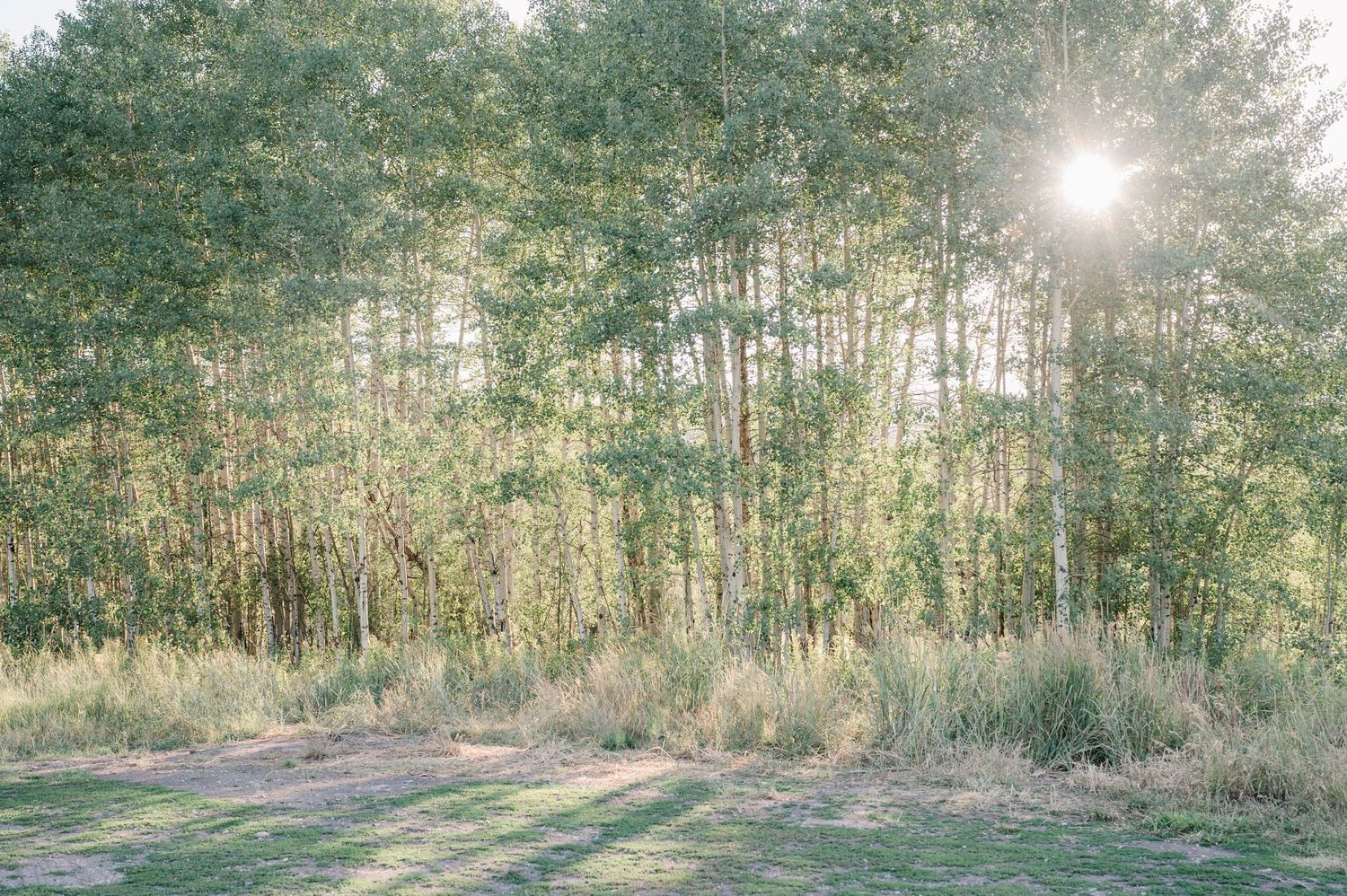 Morning sun peeks through a grove of pine trees casting shadows on a peaceful meadow.