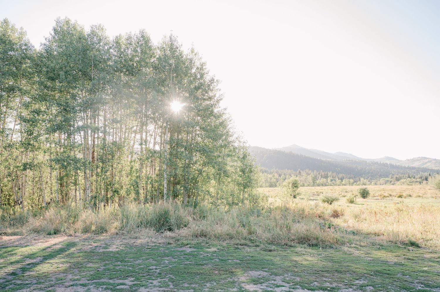 Pine forest edge meets open meadow with mountains visible in the distance under bright sunlight.
