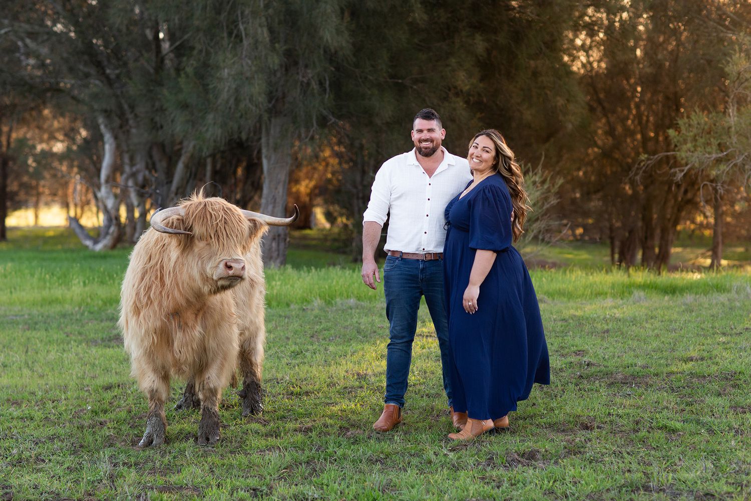 Couple next to a Highland Cow in paddock at golden hour in Perth