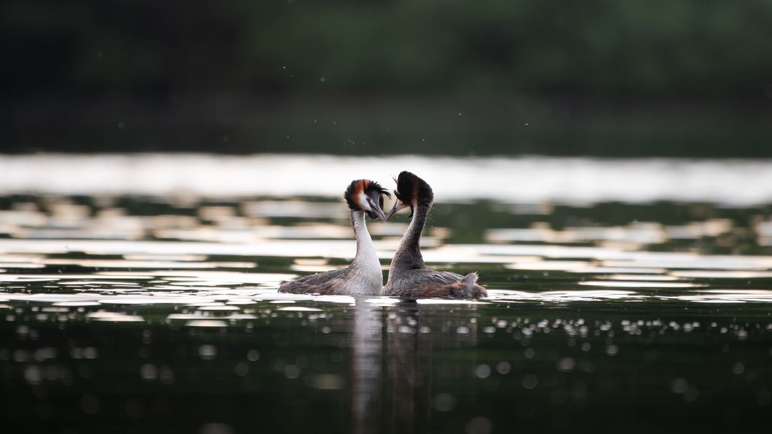 Two great crested grebes face each other on a shimmering lake during a courtship display.