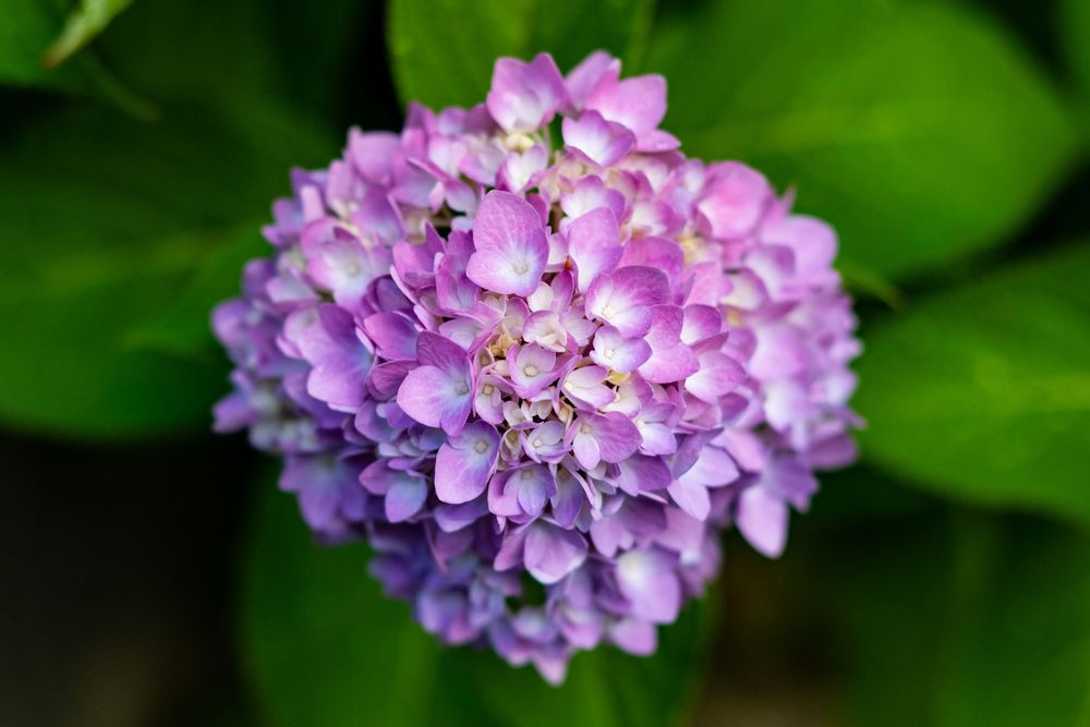A vibrant purple hydrangea bloom with clustered small flowers surrounded by lush green leaves.
