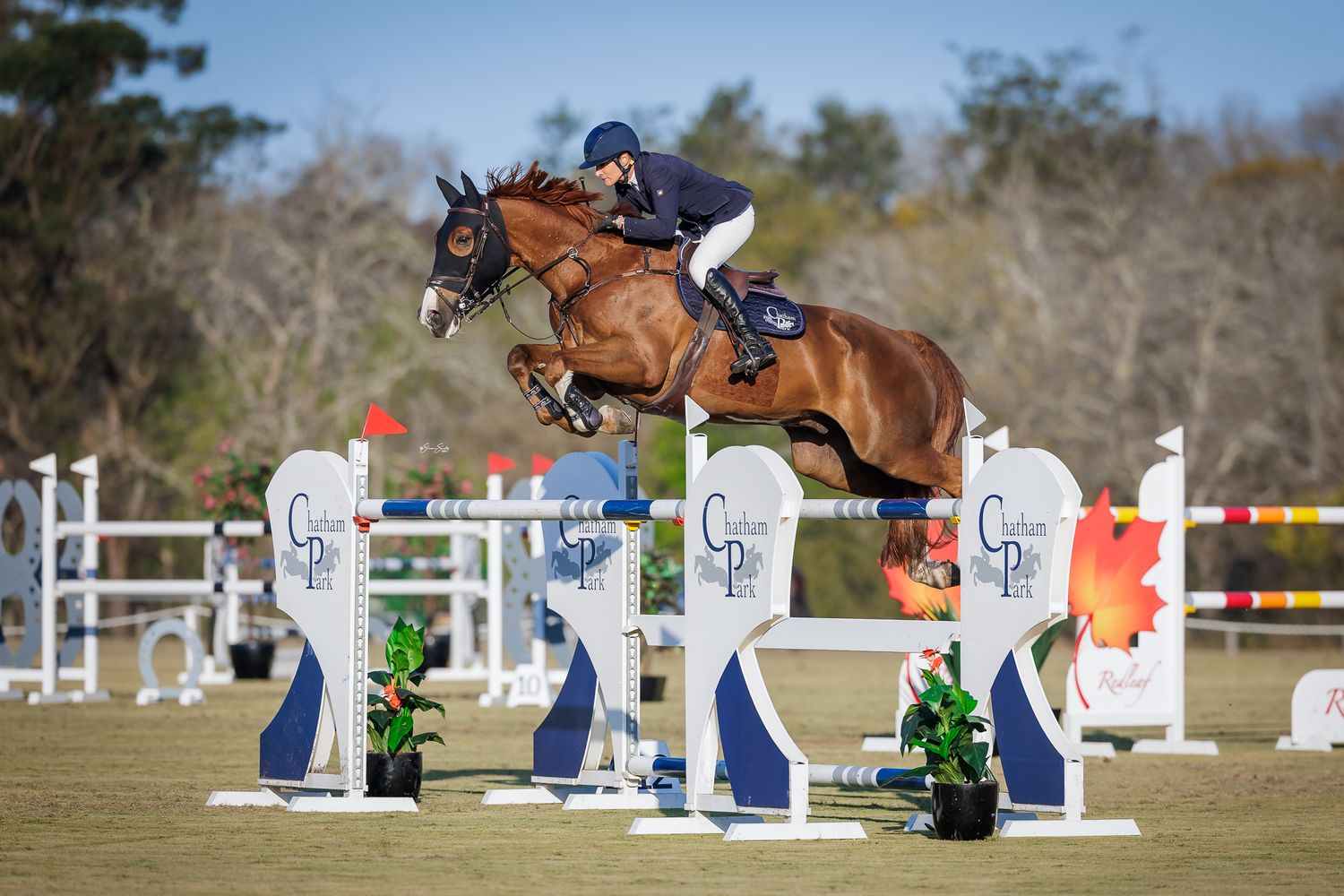 Amber Fuller and Cadenza NZPH at Sydney Jumping Association. © Simon Scully, 2026.