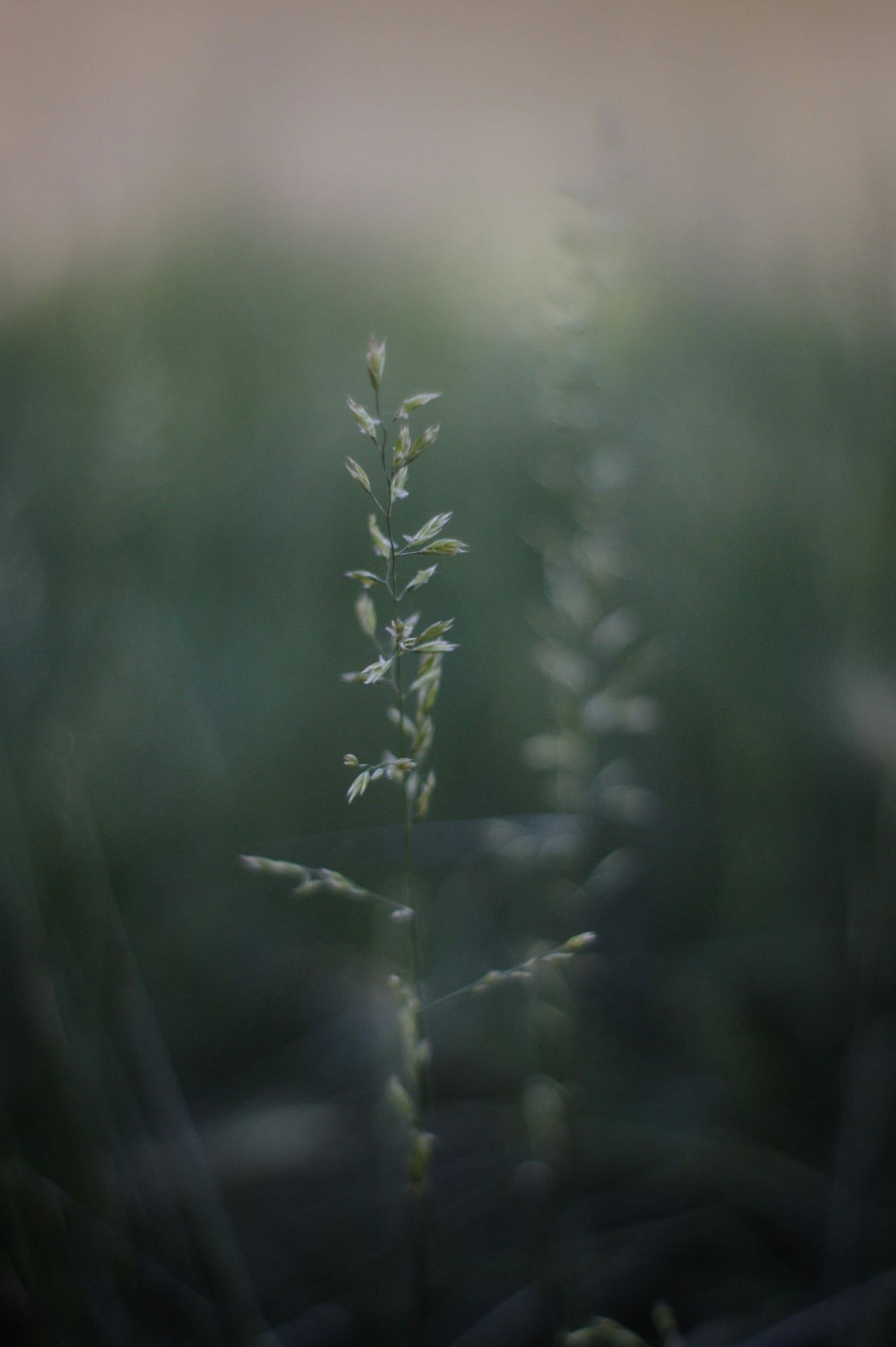 Single green grass stem with delicate leaves in soft focus bokeh nature background.