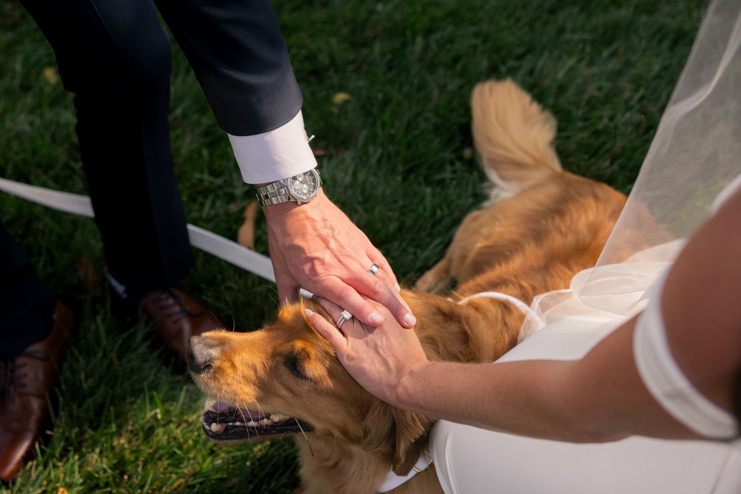Bride and groom petting a golden retriever dog on green grass during an outdoor wedding ceremony.