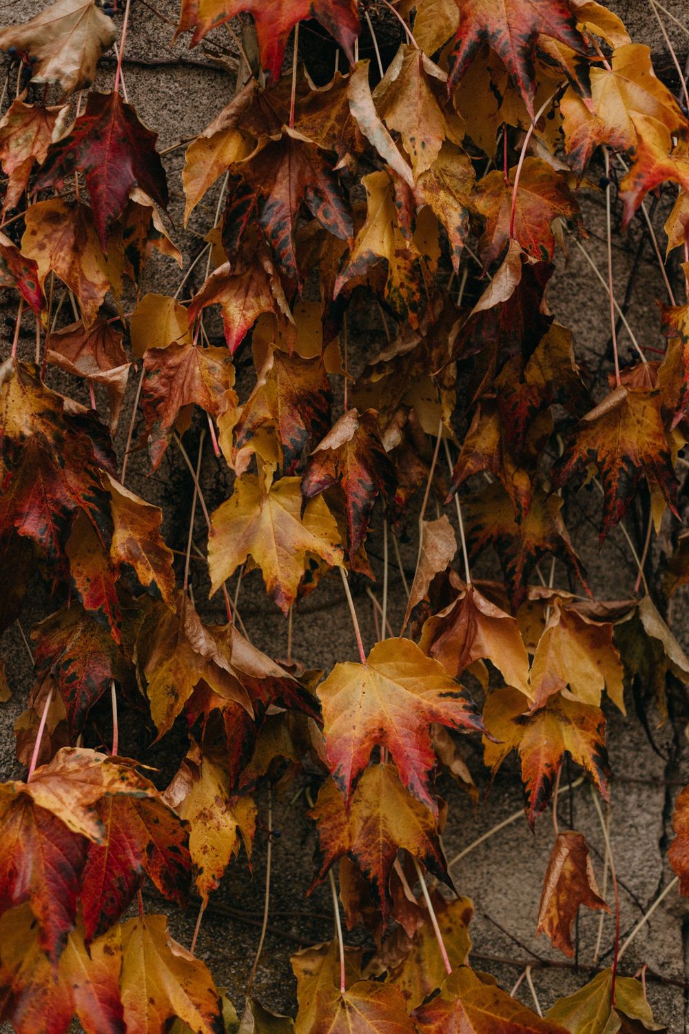 Close-up of red, orange and golden autumn ivy leaves climbing a textured stone wall.