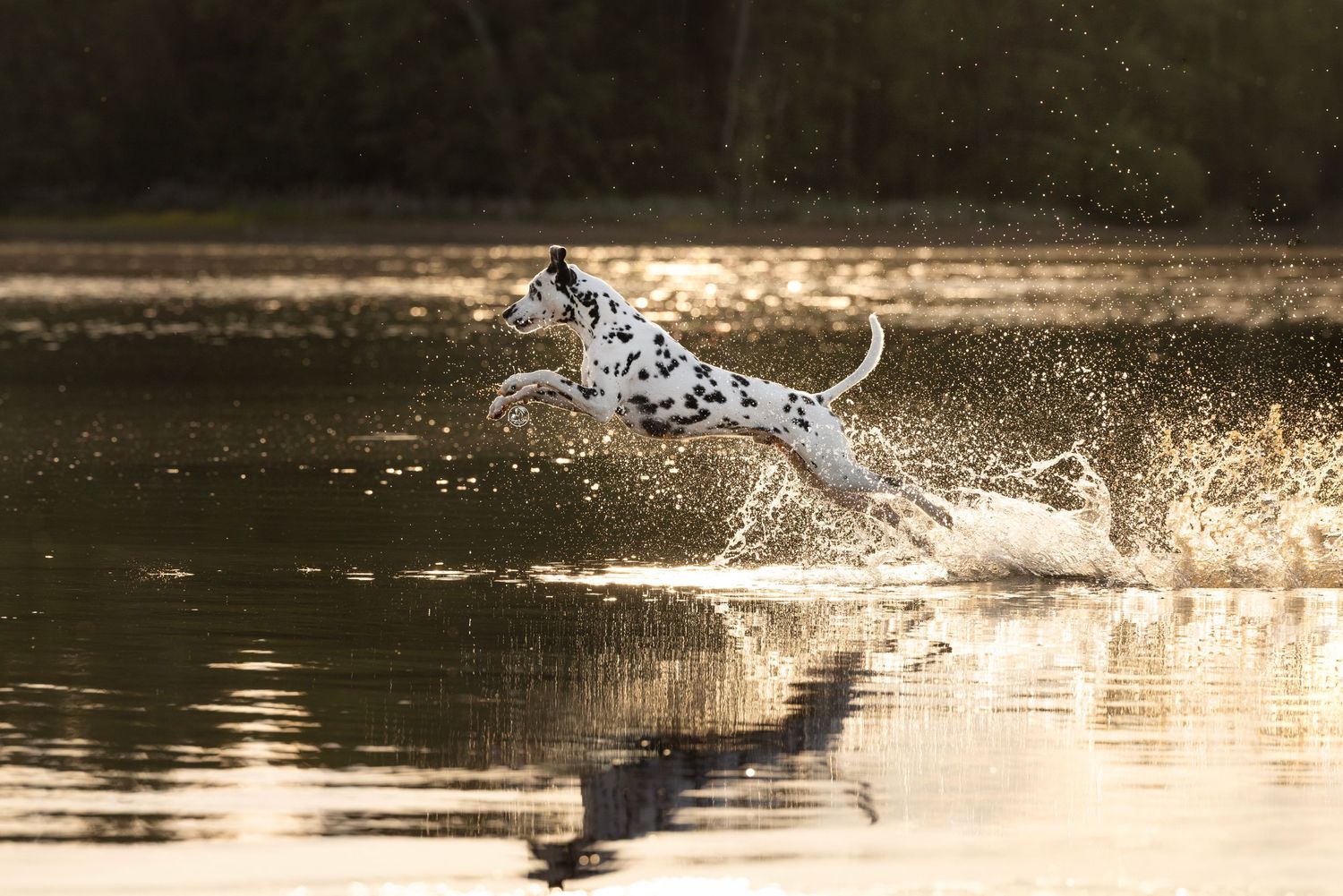 Dalmatian dog leaping energetically through shallow water, creating splashes in golden sunlight near a tree-lined lake.
