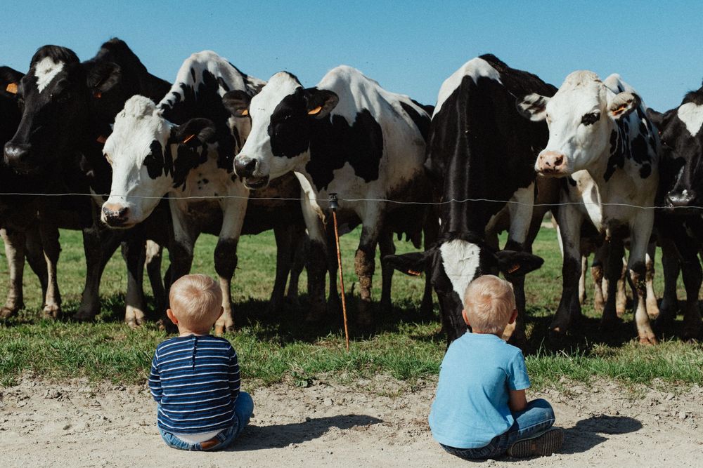 Two young blonde children sit on the ground watching a herd of black and white Holstein cows through a wire fence.