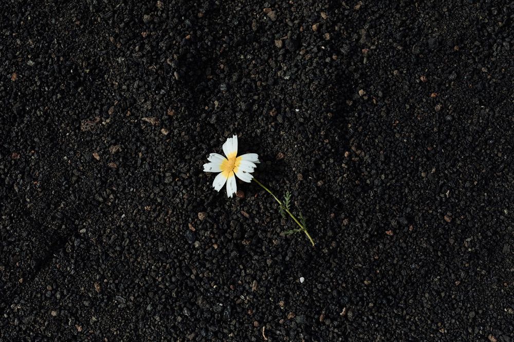 A single white daisy flower lying on dark asphalt ground, symbolizing fragility and resilience in urban environments.