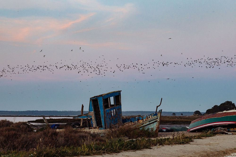 A flock of birds flies over abandoned boats on a sandy shore at dusk with a pastel sky.