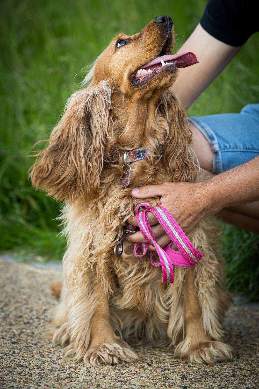 Dog-friendly pre-wedding photoshoot in Nottinghamshire