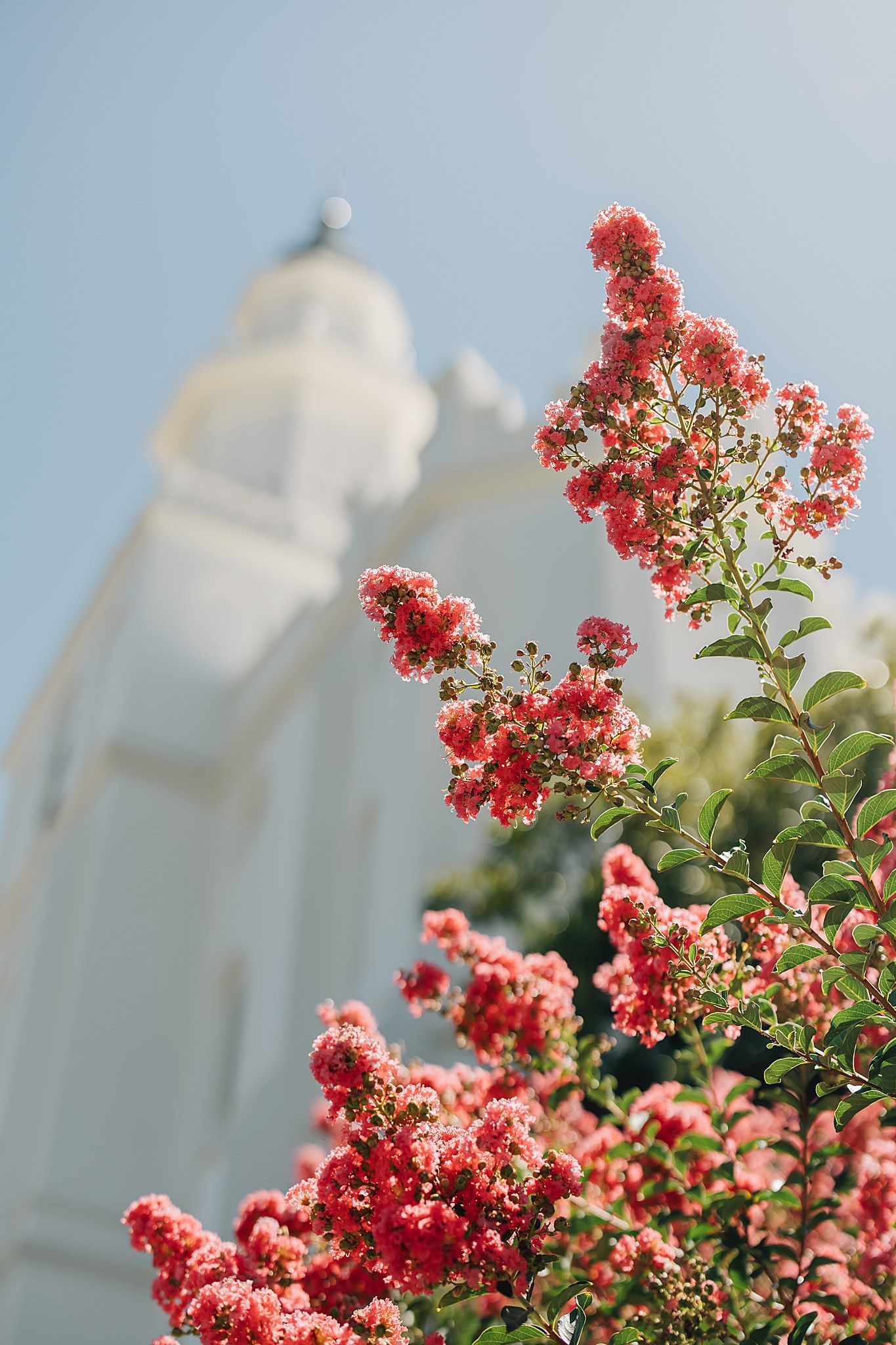 Pink crepe myrtle flowers blooming in front of a white LDS temple spire against a clear blue sky.
