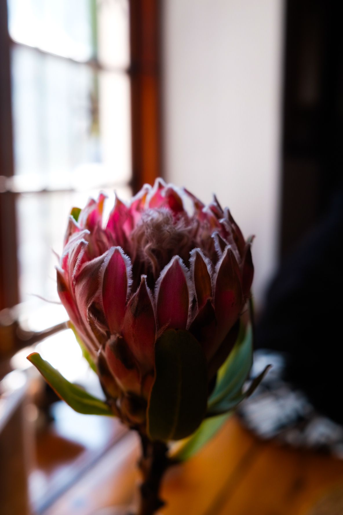Single pink Protea flower with white-tipped petals near a sunlit wooden window.