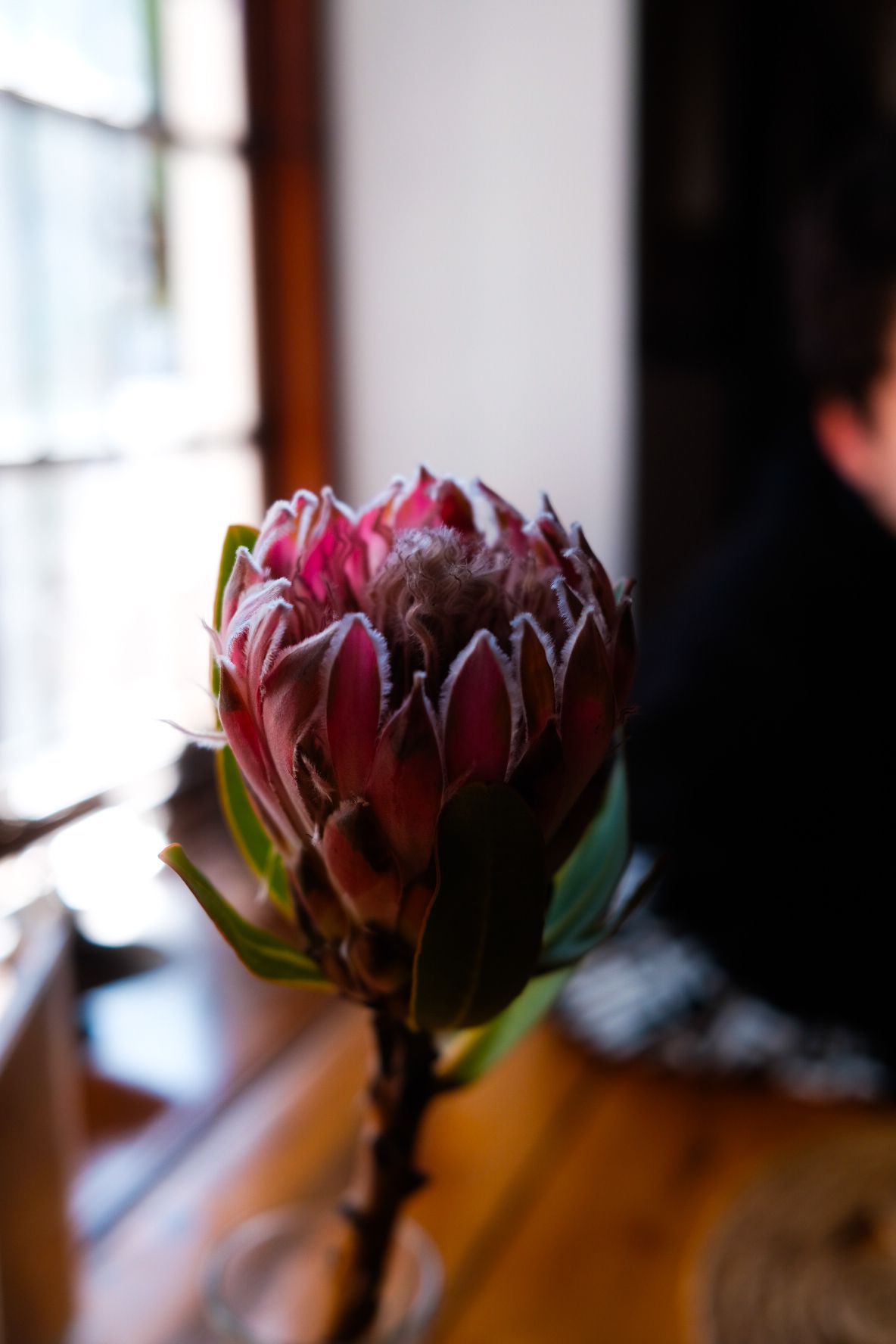 Close-up of a pink Protea flower with frosted white petal tips on a wooden surface.