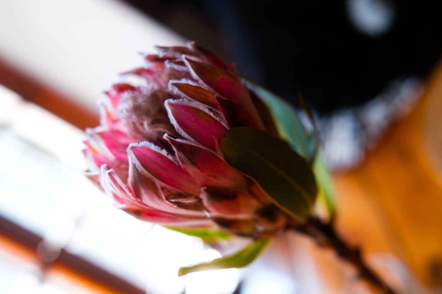 A close-up of a single pink King Protea flower bud with soft bokeh background indoors.