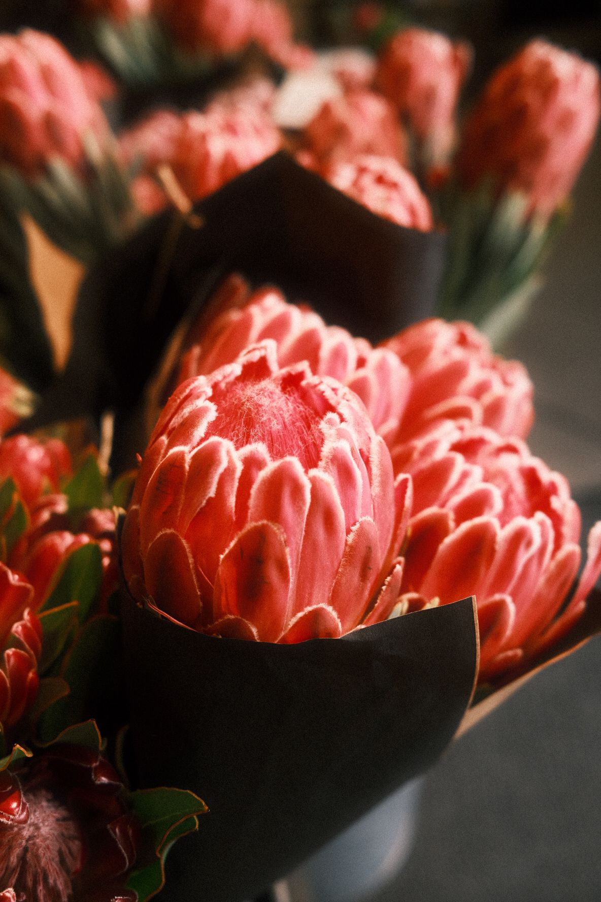 Vibrant pink Protea flowers wrapped in dark paper bouquets at a flower market.