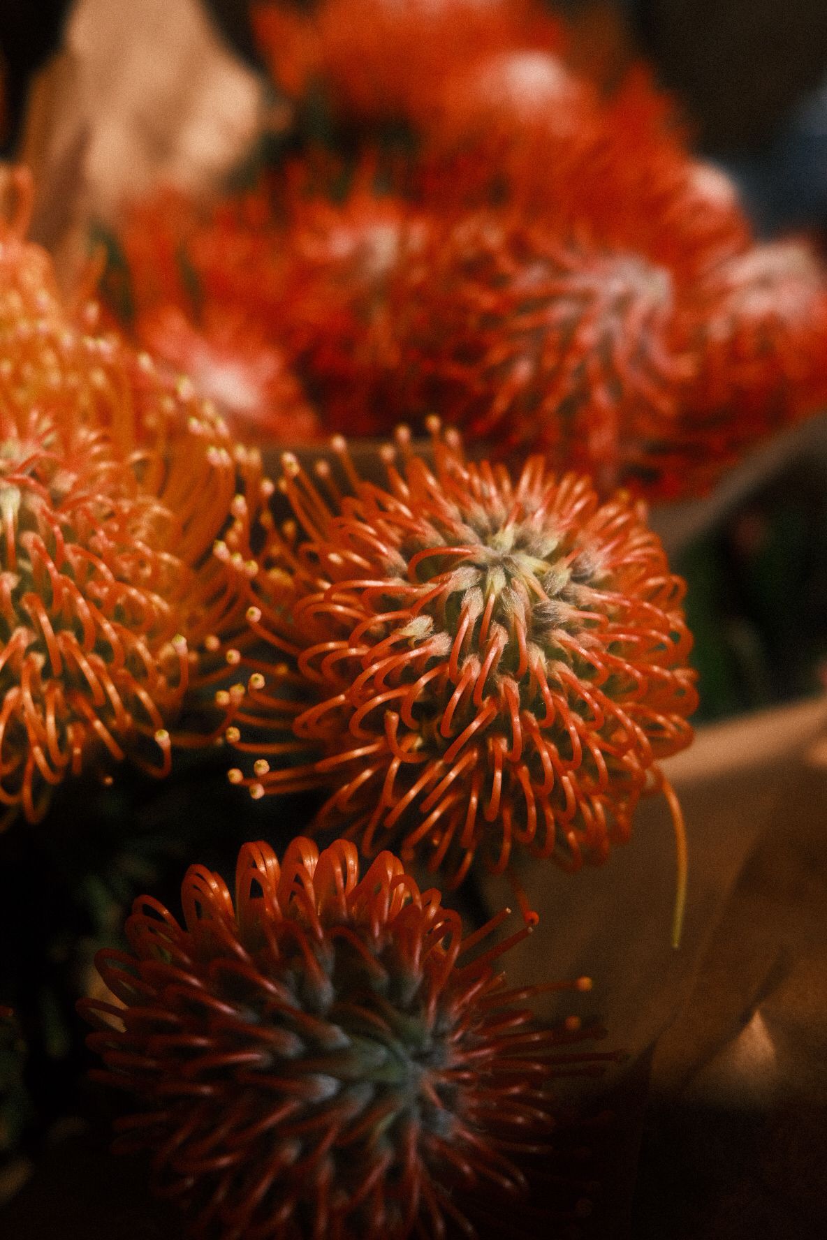 A cluster of vibrant orange Leucospermum pincushion protea flowers in close-up detail.