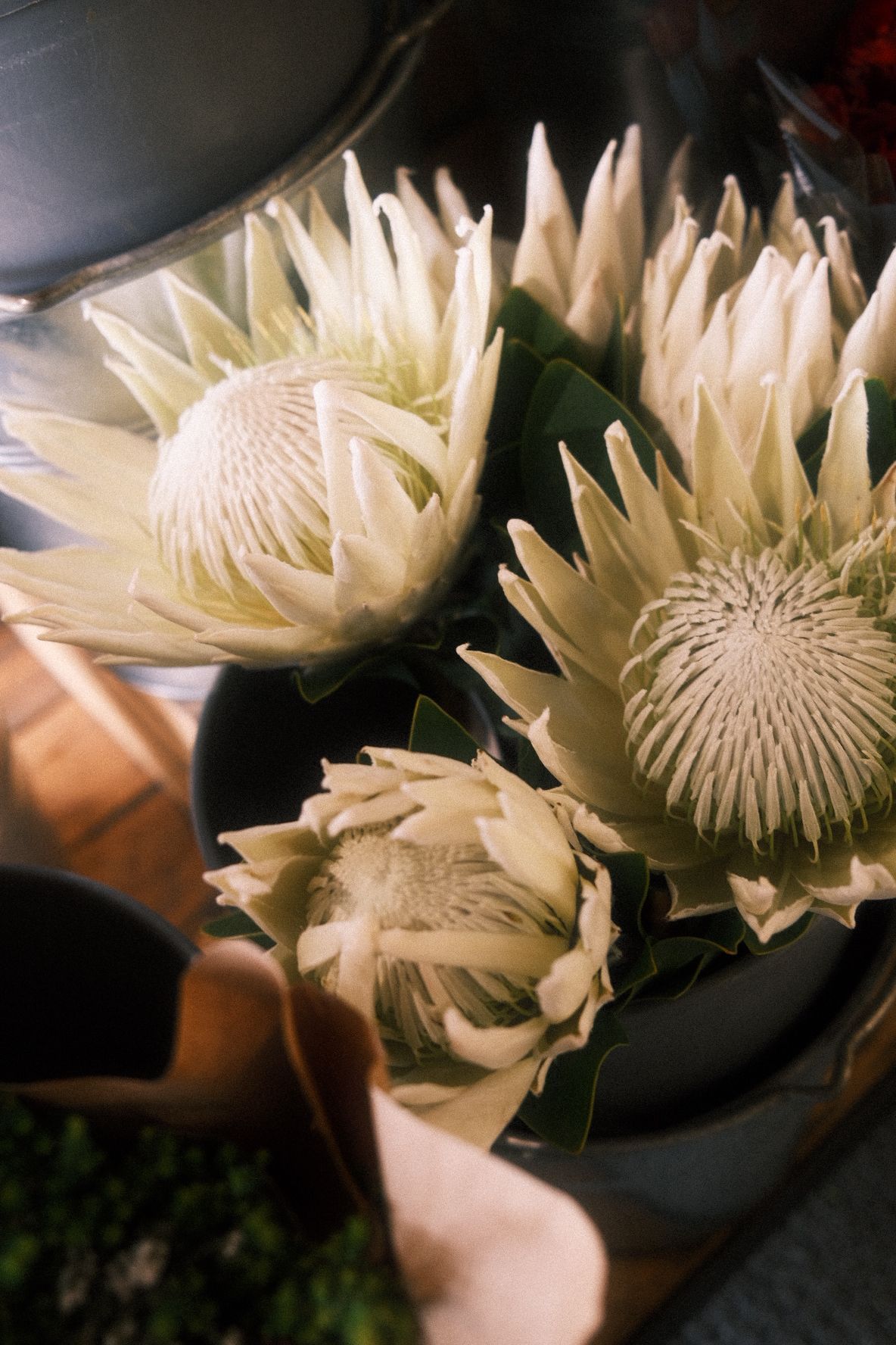 Three white King Protea flowers arranged in a dark bowl with dramatic moody lighting.