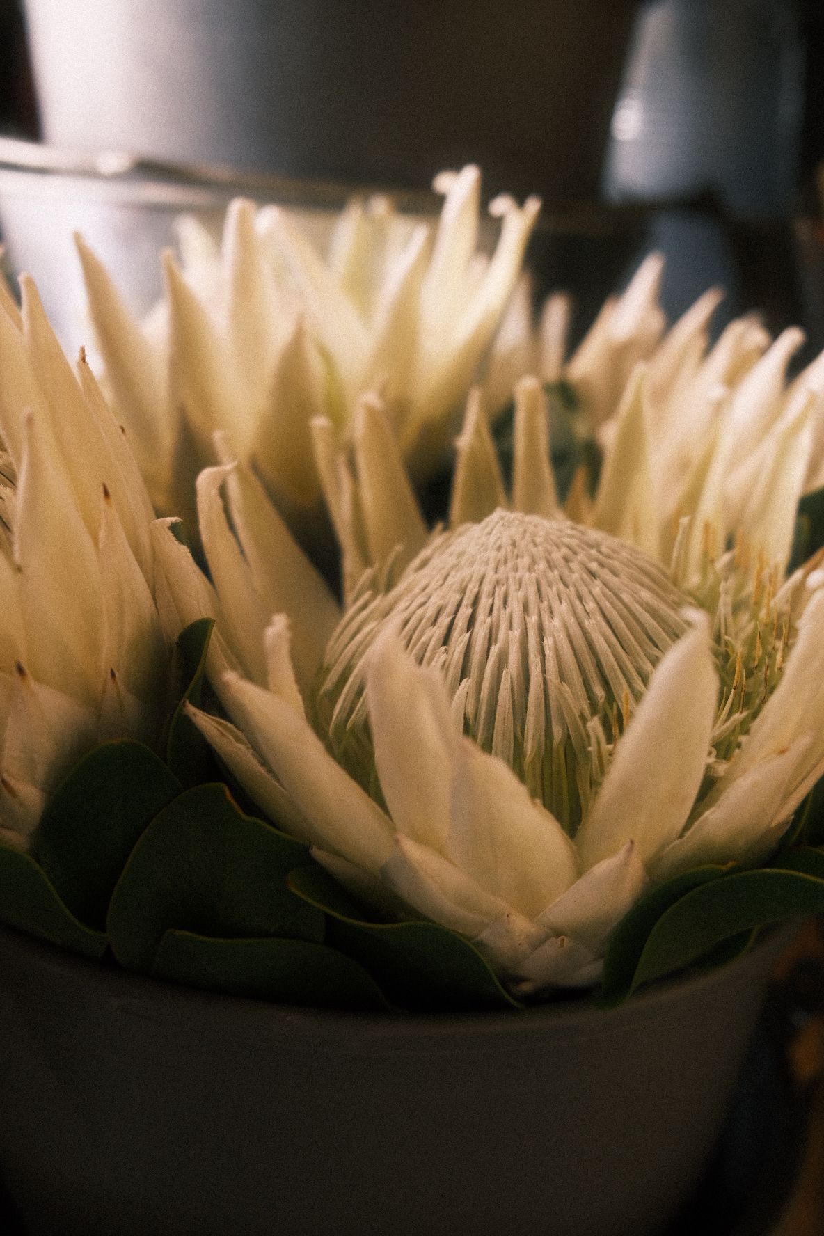 White King Protea flower in full bloom displayed in a white pot with soft warm lighting.