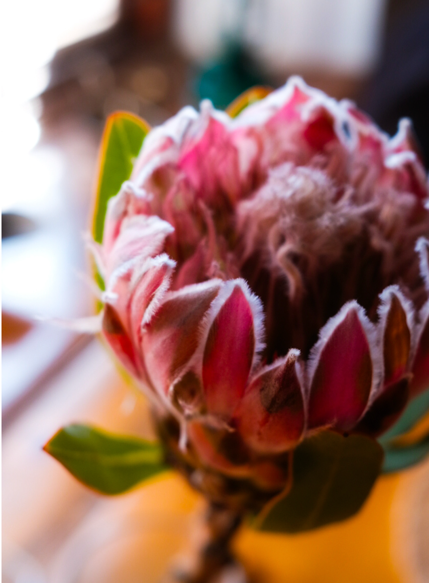 Pink Protea flower with fluffy center and frosted petal tips in a yellow vase.