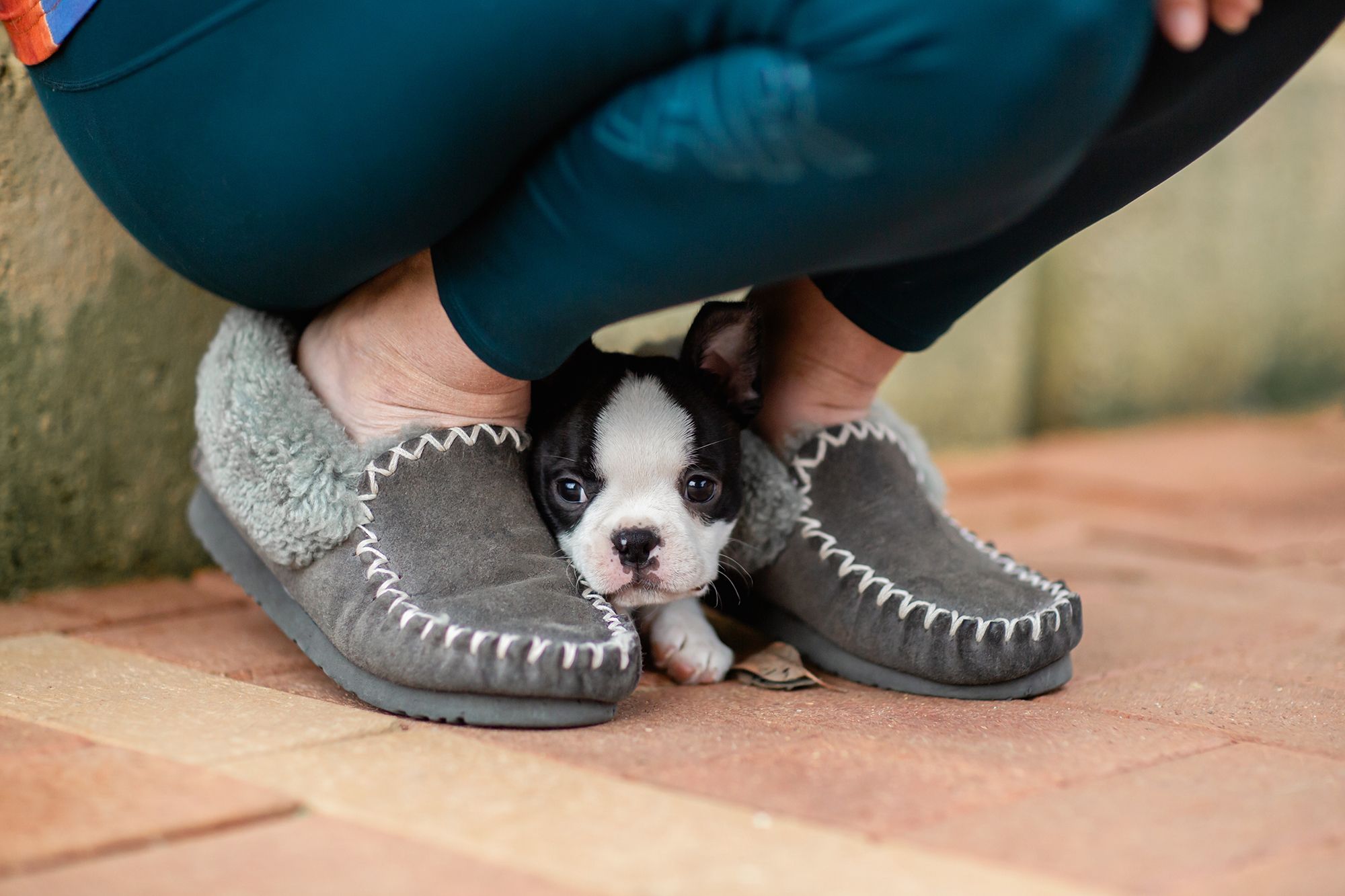 Boston terrier puppy hiding in between owners grey slippers on the pavers
