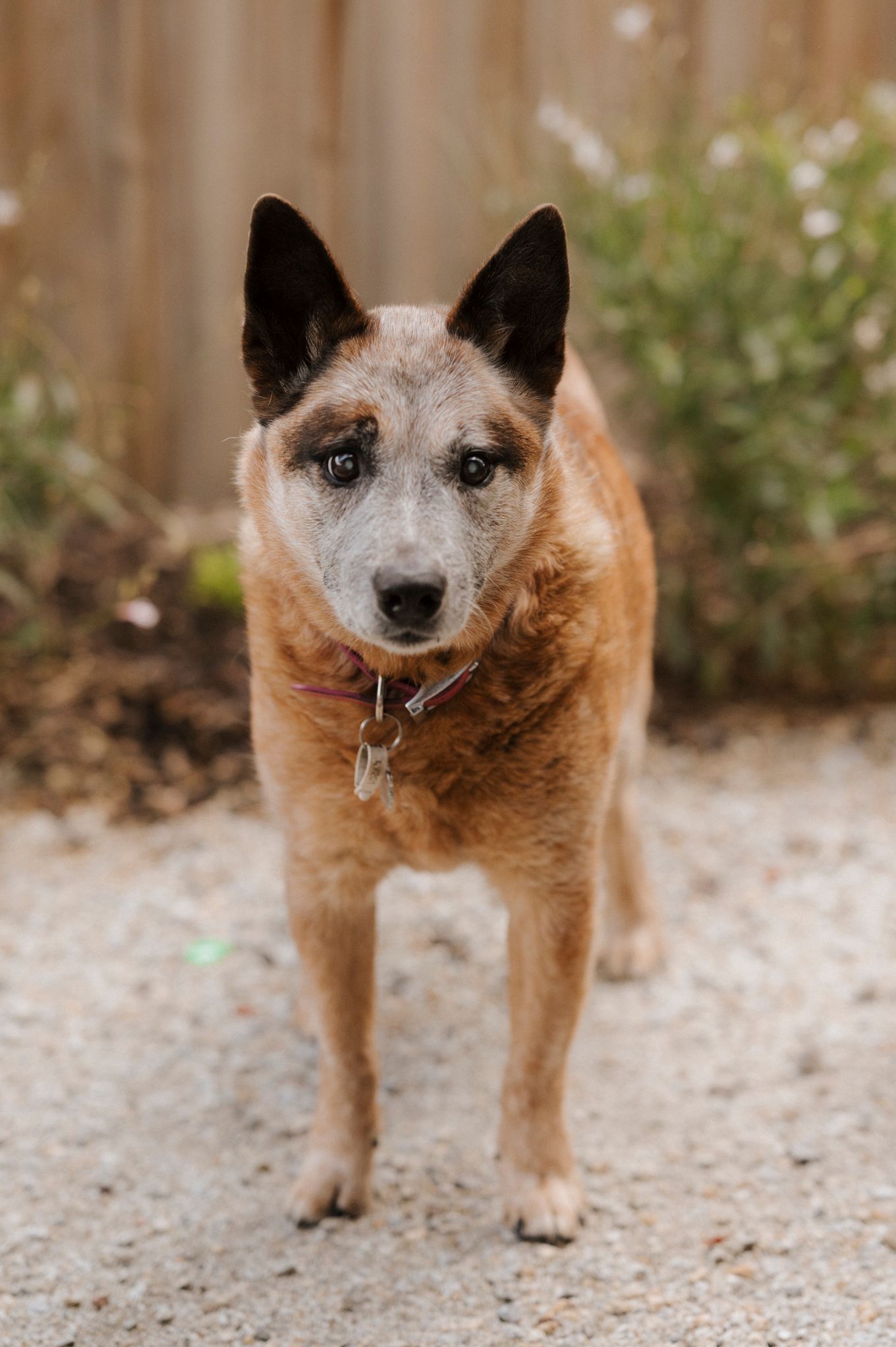 A red Australian Cattle Dog stands alert on gravel, wearing a collar, with a wooden fence and greenery in the background.