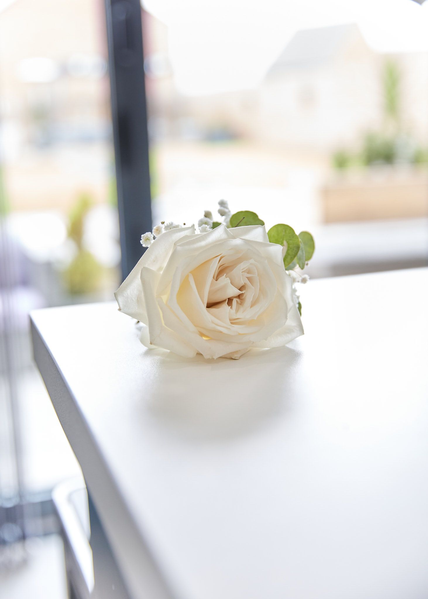 A single white rose with small green leaves rests on a white surface near a bright window.
