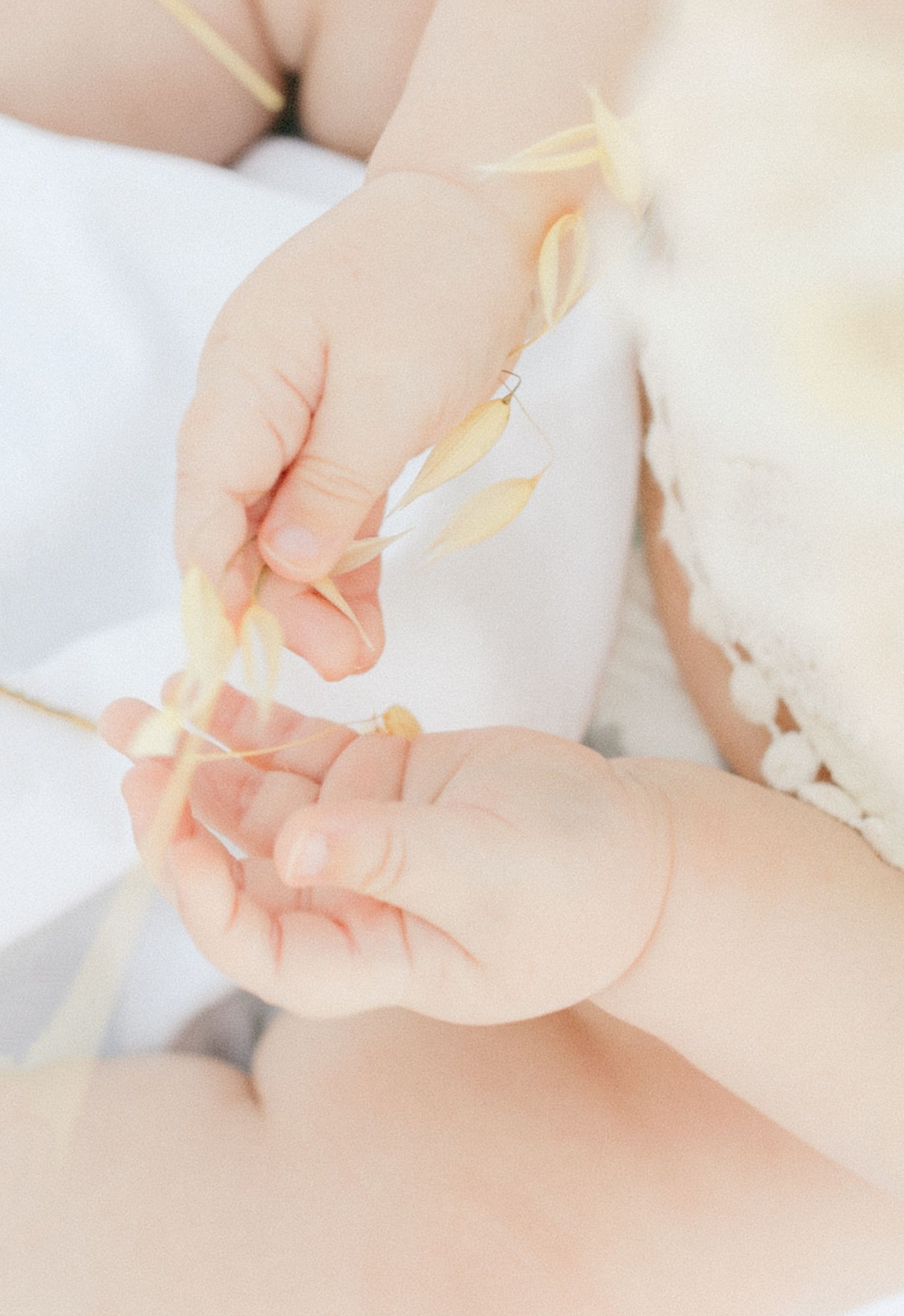 Close-up of a baby's tiny hands gently holding a delicate dried wheat stem, soft white background.