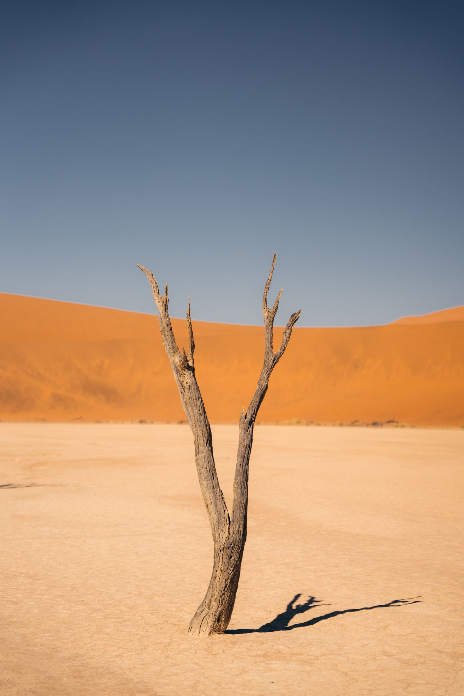acacia mort avec les dunes rouges de deadvlei en arrière-plan