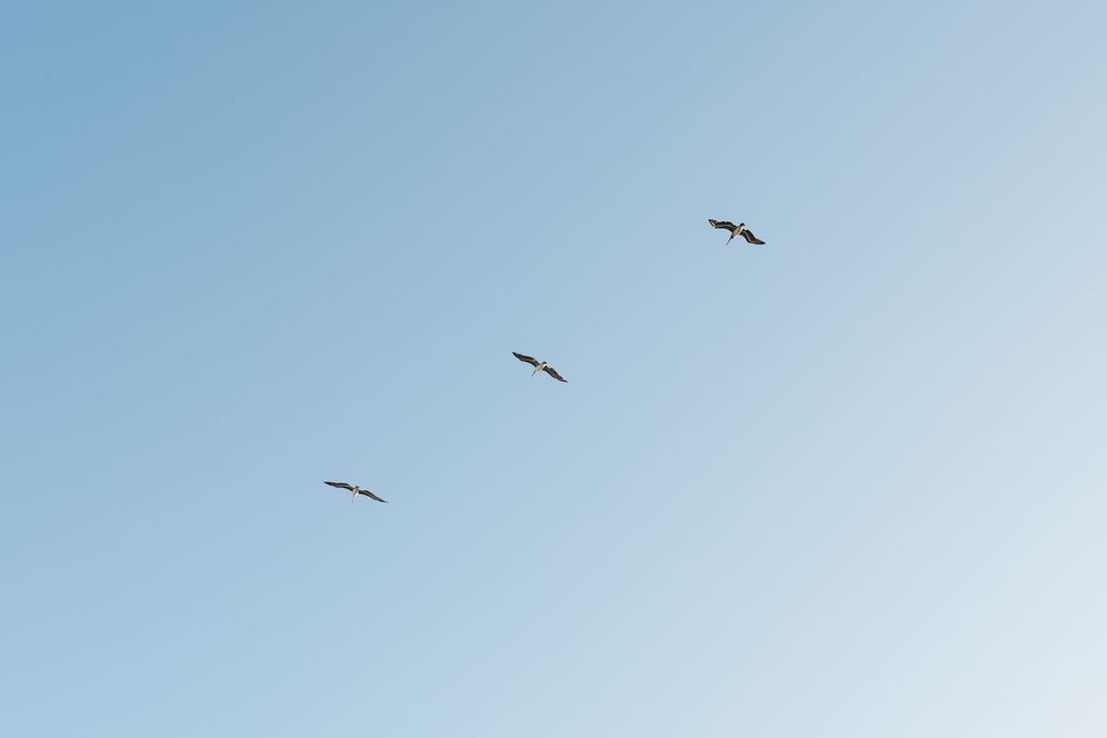 Four pelicans soaring gracefully in formation against a clear blue sky.