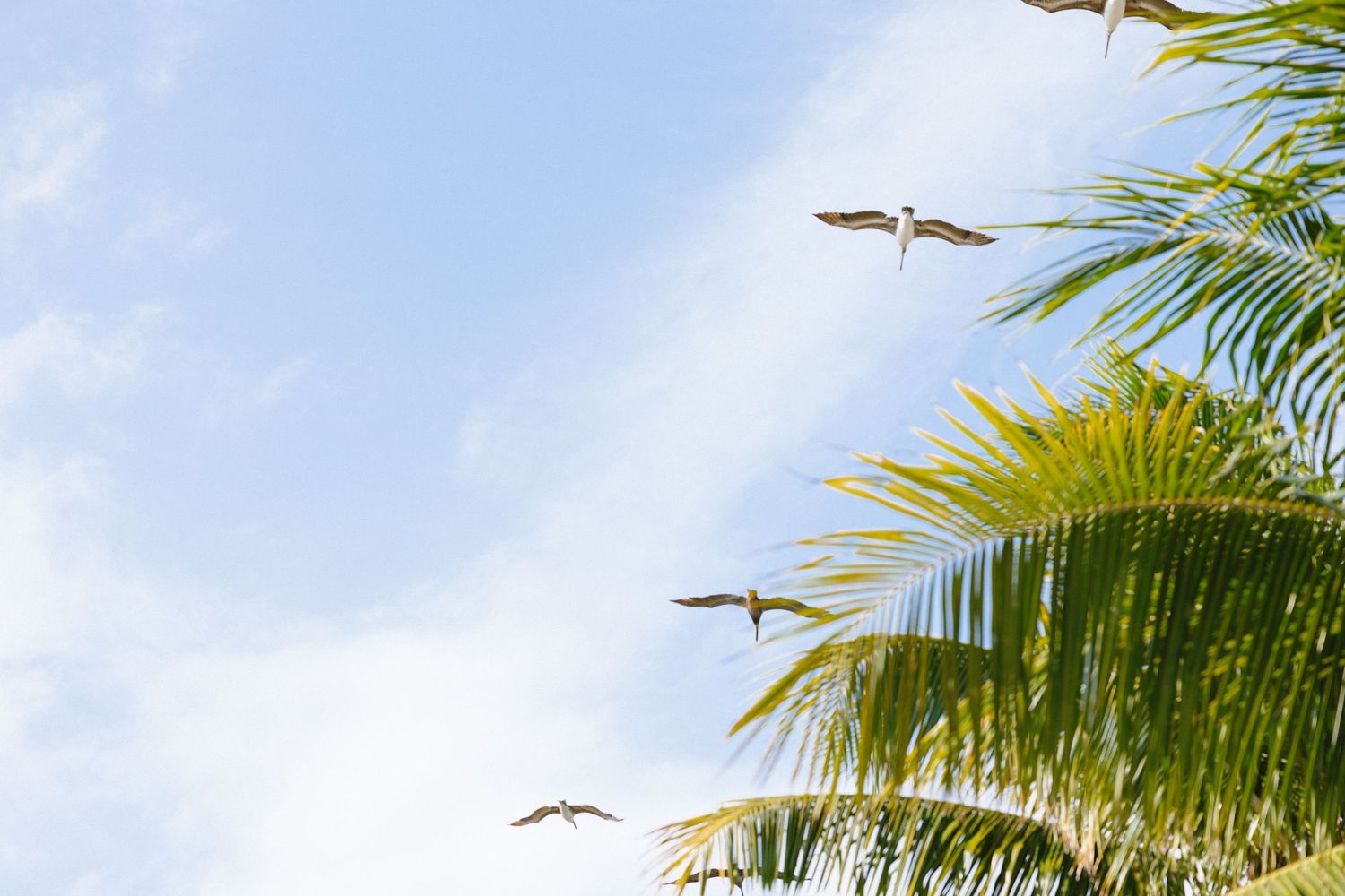 Pelicans soar above tropical palm fronds against a bright blue sky.