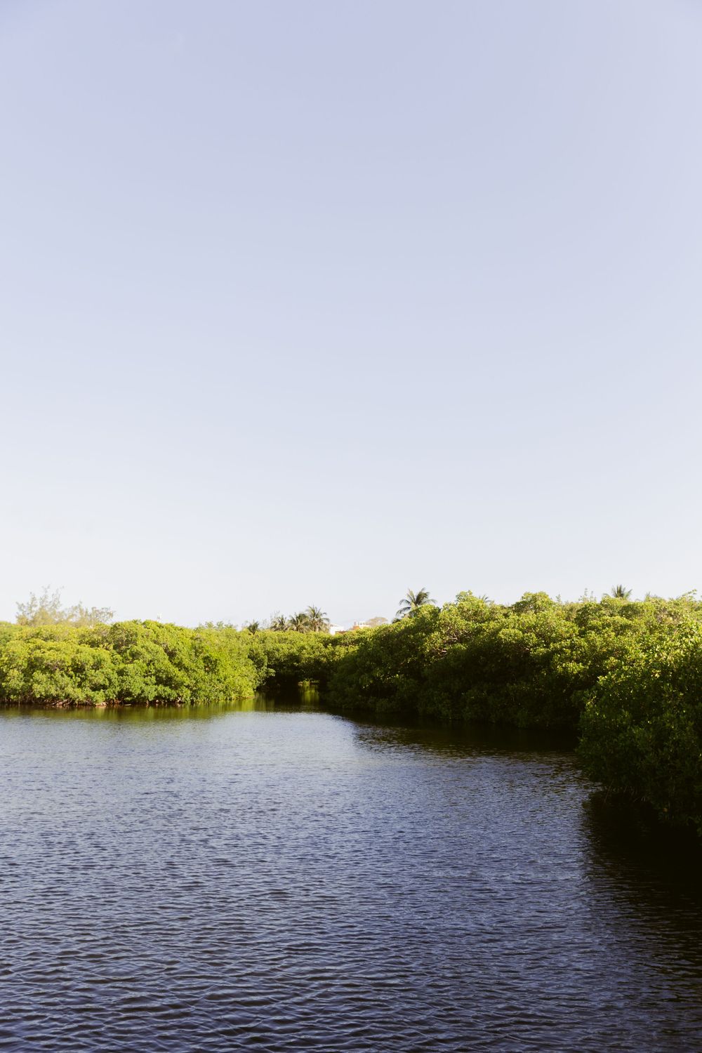 Serene tropical waterway bordered by dense green mangroves under a clear blue sky.