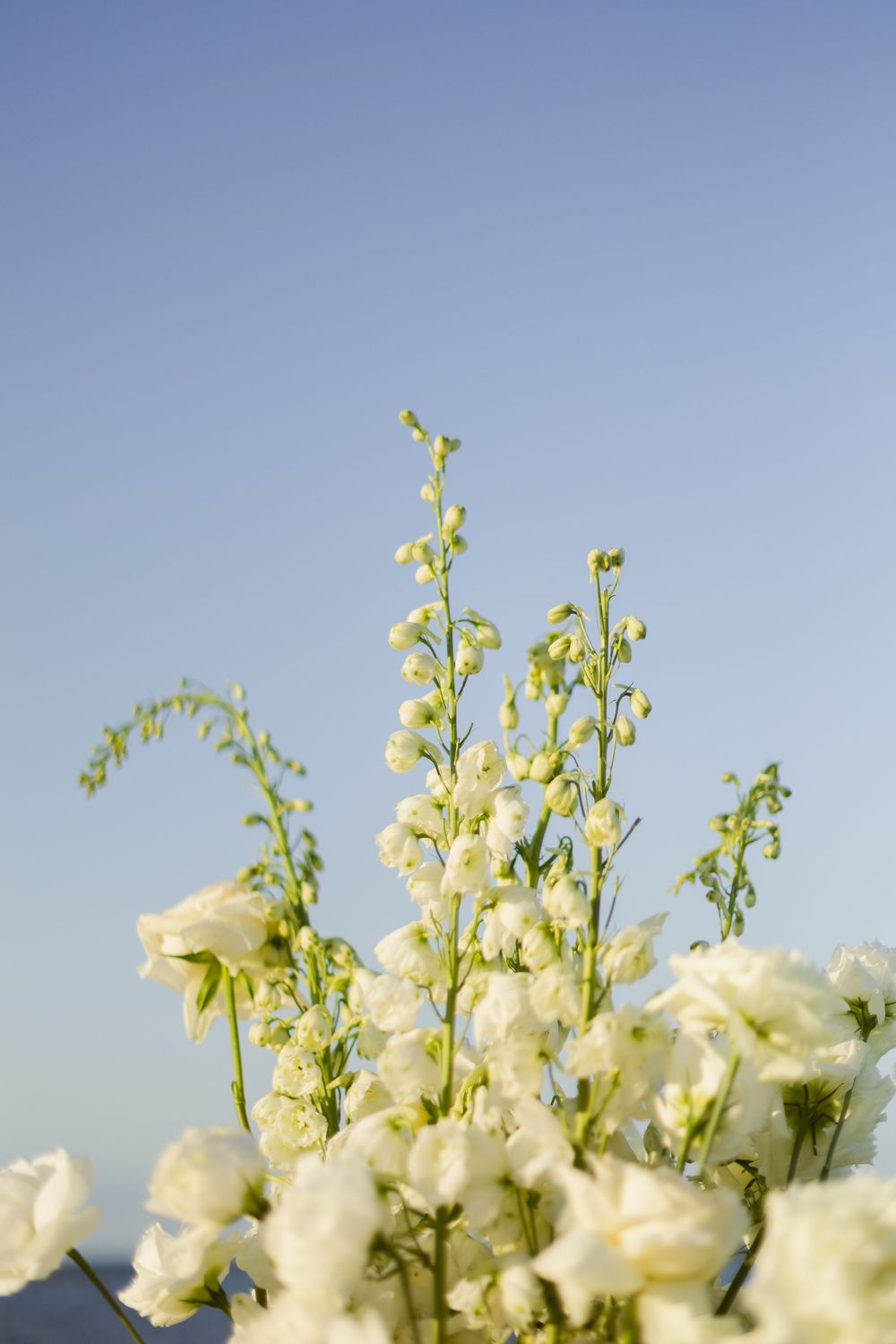 Delicate white larkspur and roses arranged against a clear blue sky in soft natural light.