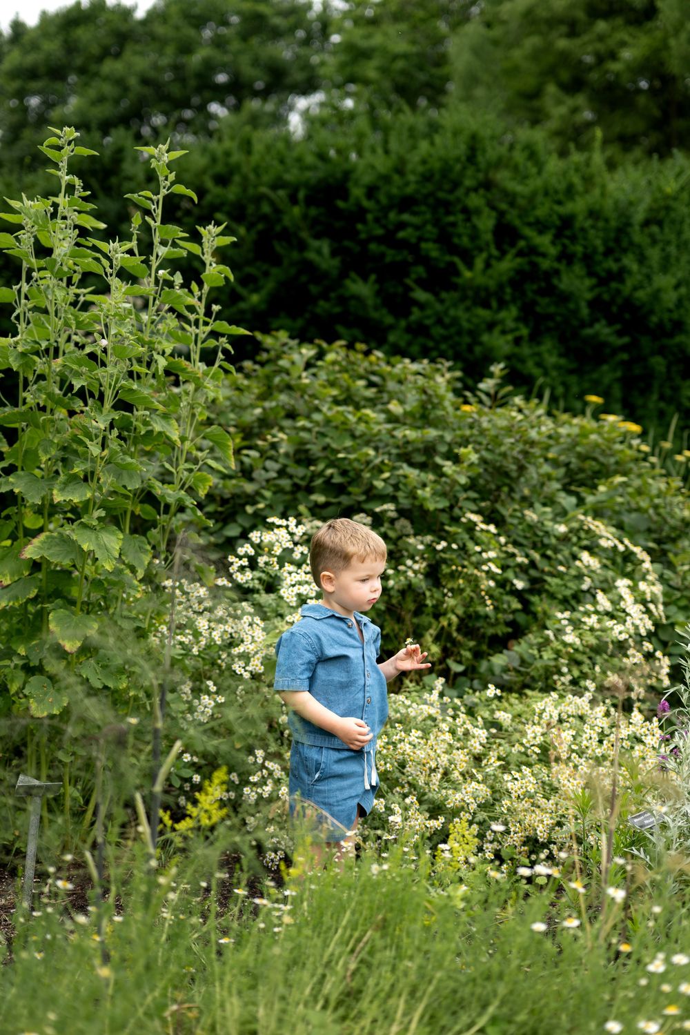 A young blond boy in a blue denim outfit explores a lush green garden filled with wildflowers.