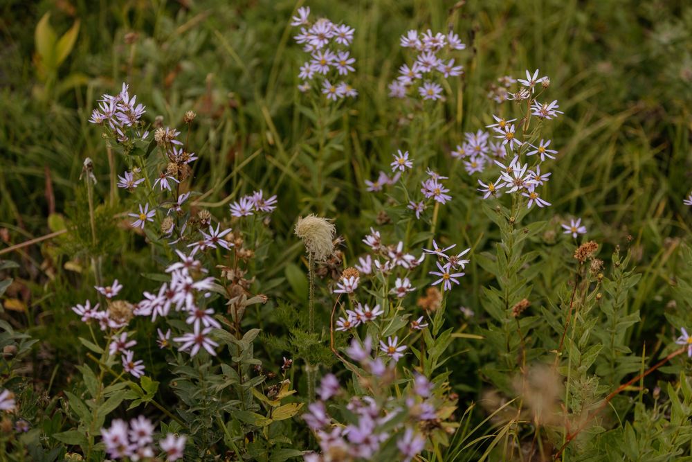 Wild purple aster wildflowers blooming in a lush green meadow field during late summer season.