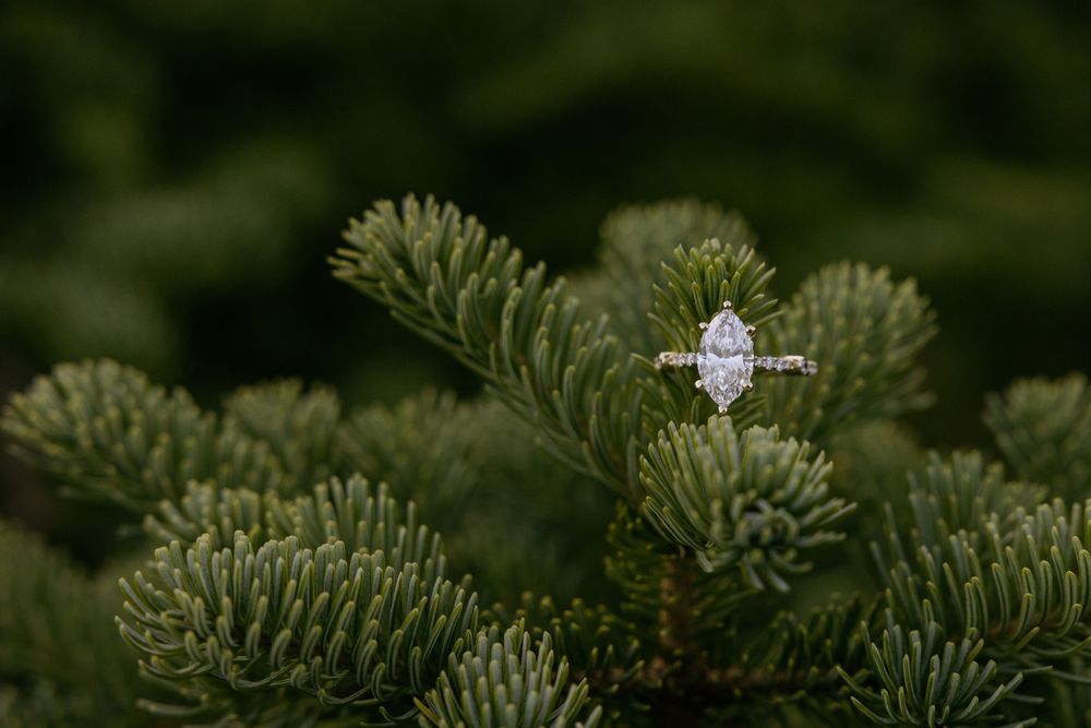 Marquise cut diamond engagement ring displayed on lush green pine tree branches in natural outdoor setting.