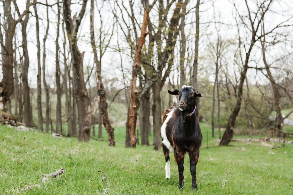 A black and white goat standing on green grass in a wooded area with bare trees in the background.