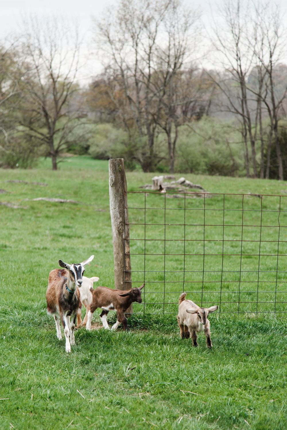 A mother goat and two baby kids graze near a wooden fence post on a lush green farm pasture.