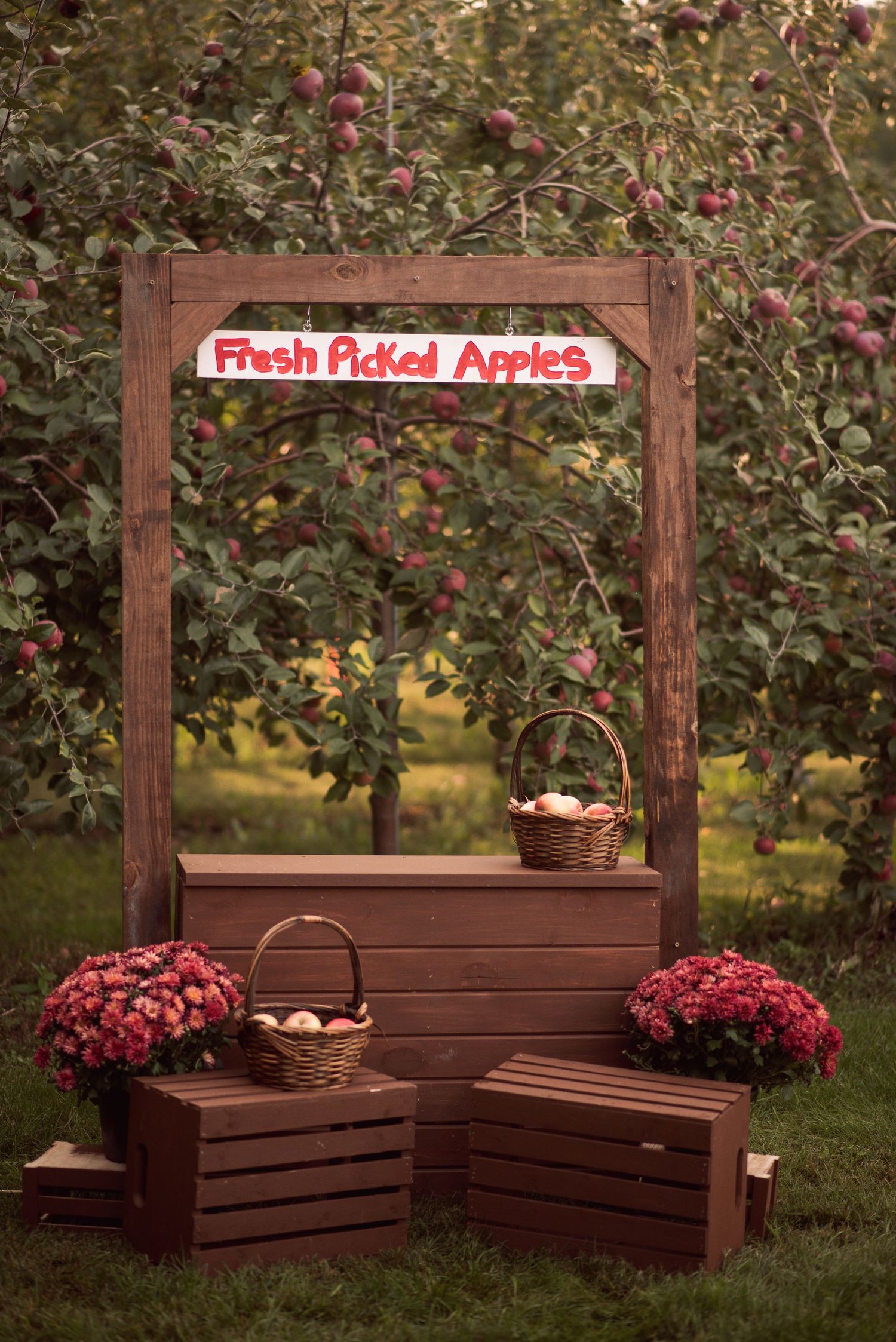 Rustic wooden fresh picked apples stand with baskets and red mums in a lush apple orchard.