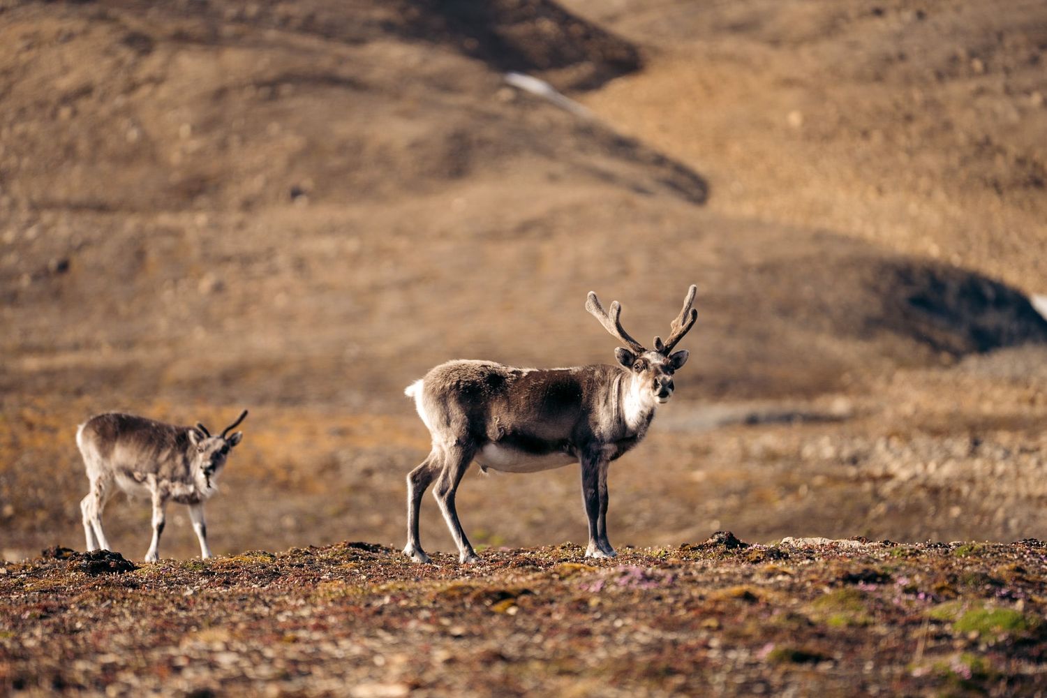 deux rennes du svalbard dans la toundra face à l'objectif