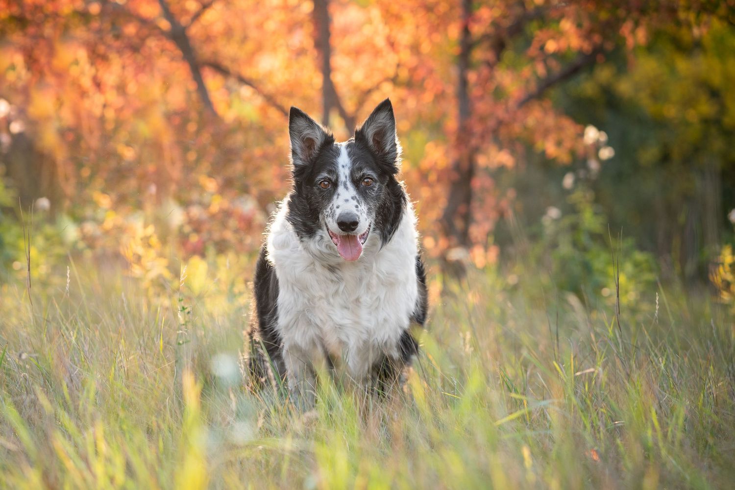 Bernese Mountain Dog smiling among vibrant yellow autumn leaves in a colorful fall outdoor setting.