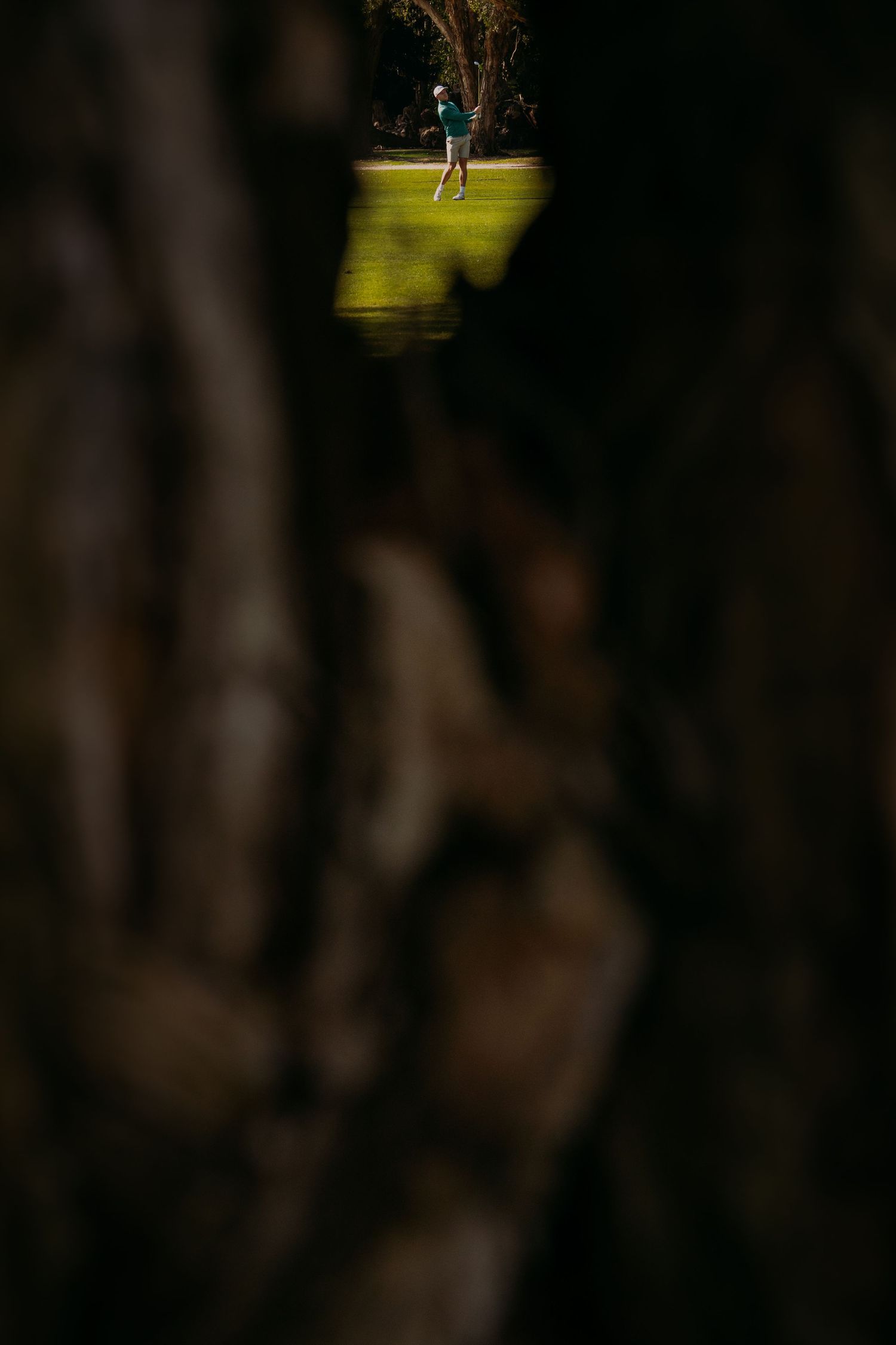 Golfer on green fairway viewed through gap in ancient tree trunks, creative nature framing shot.