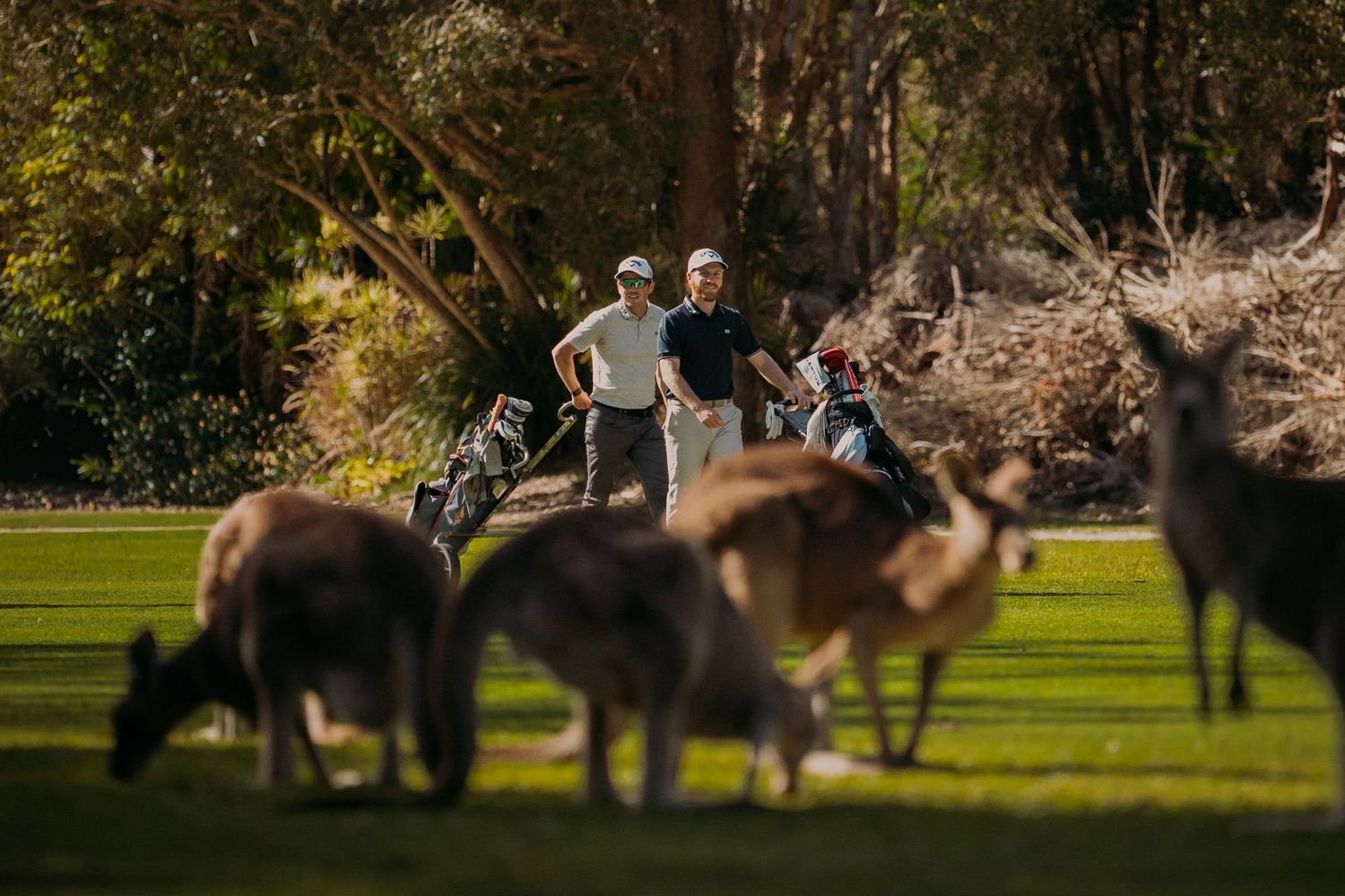 Golfers with bags stand on a lush green course surrounded by kangaroos in an Australian wildlife setting.