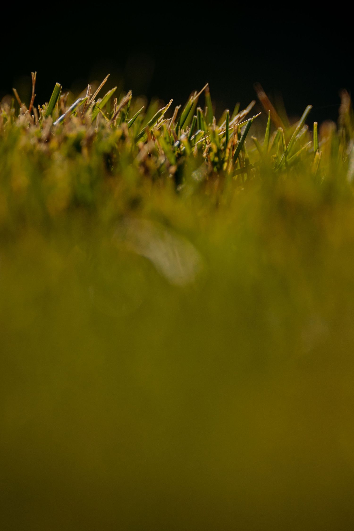 Close-up macro shot of vibrant green grass blades with golden backlight against a dark bokeh background.
