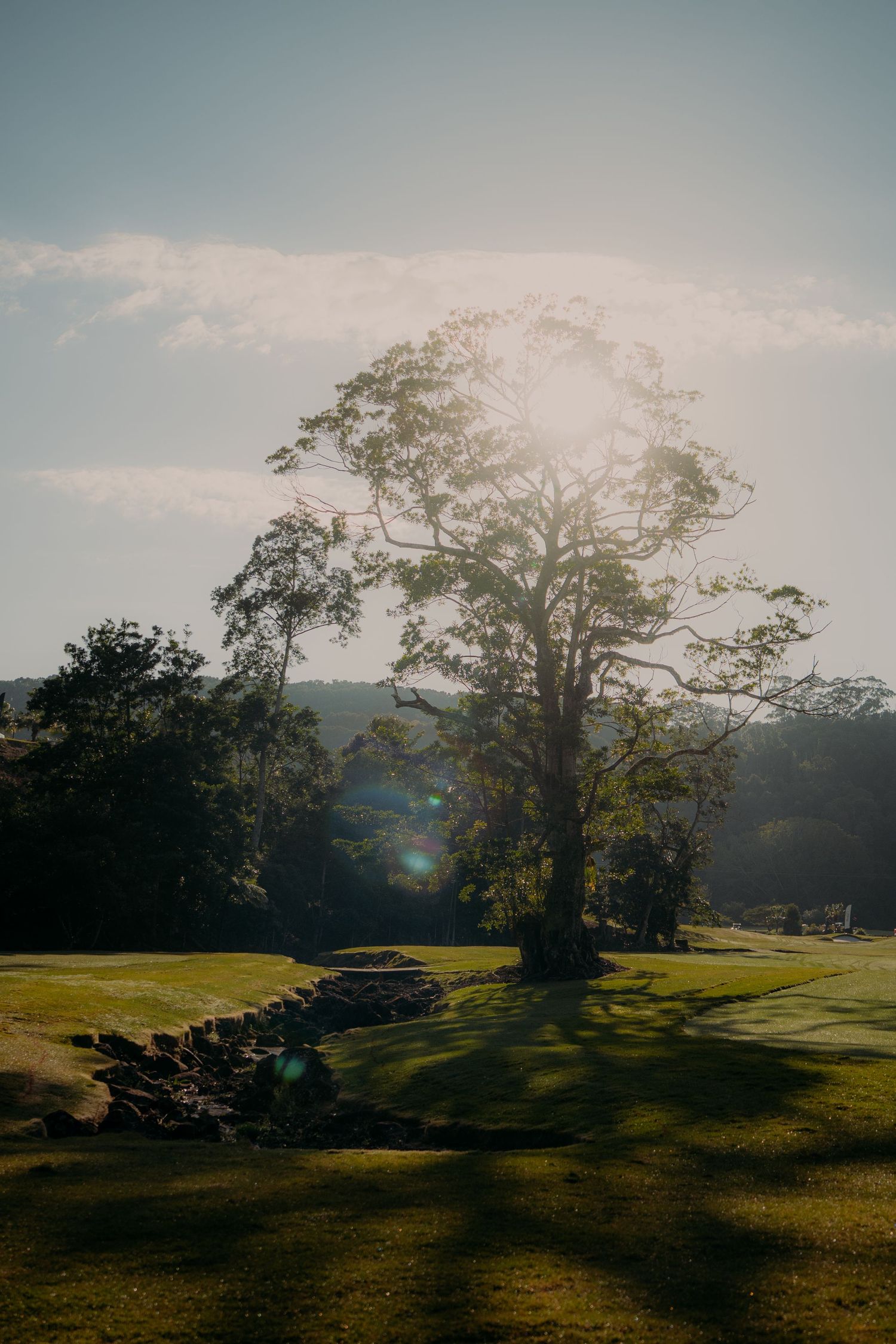 Sunlight filters through a large tree on a lush green lawn with a stone wall, creating a beautiful lens flare effect.