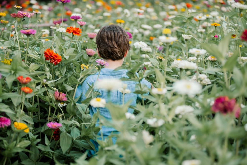 Child standing in a vibrant flower field with colorful zinnias in pink, orange, white, and red blooms.