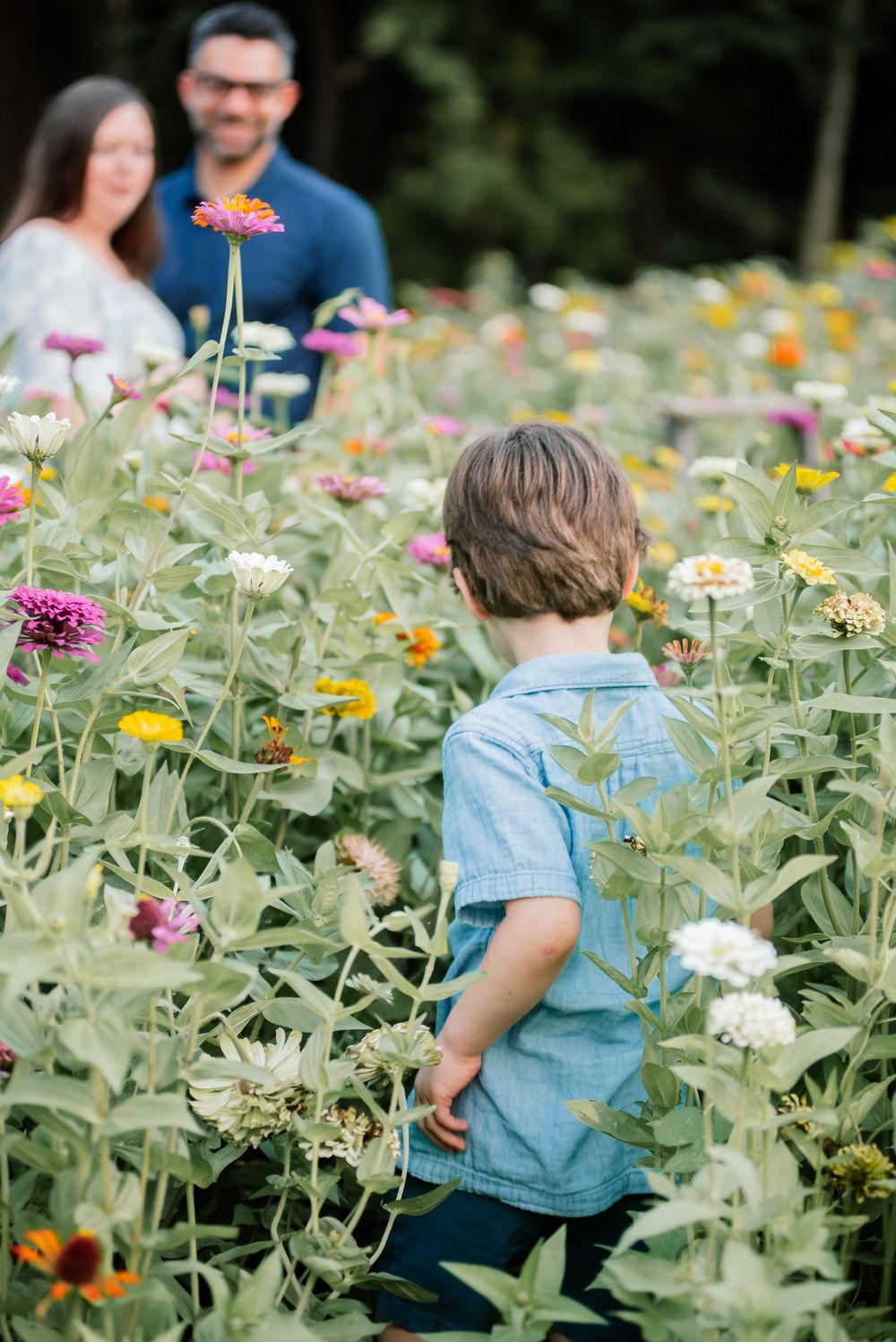 Young boy in blue shirt walks through colorful zinnia flower field toward smiling couple in background.