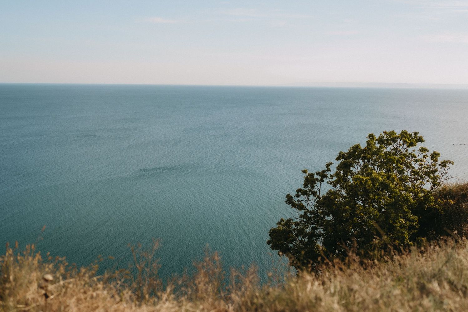 A scenic coastal cliffside view with a lone green tree overlooking the vast calm blue ocean under a clear sky.