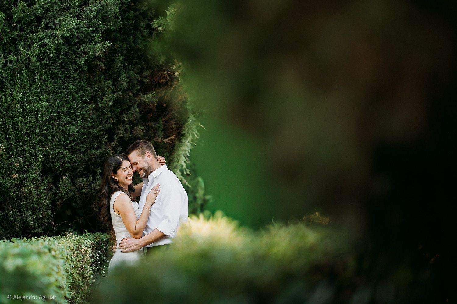 Romantic couple embracing among lush green hedges in a dreamy outdoor garden setting.